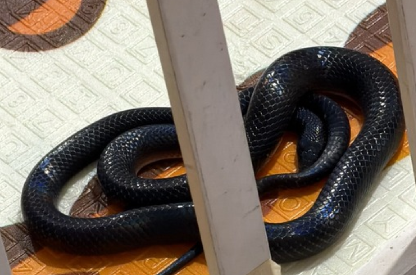 Cobra é encontrada entre brinquedos da filha do influenciador Thiago Lagoa e mobiliza Corpo de Bombeiros