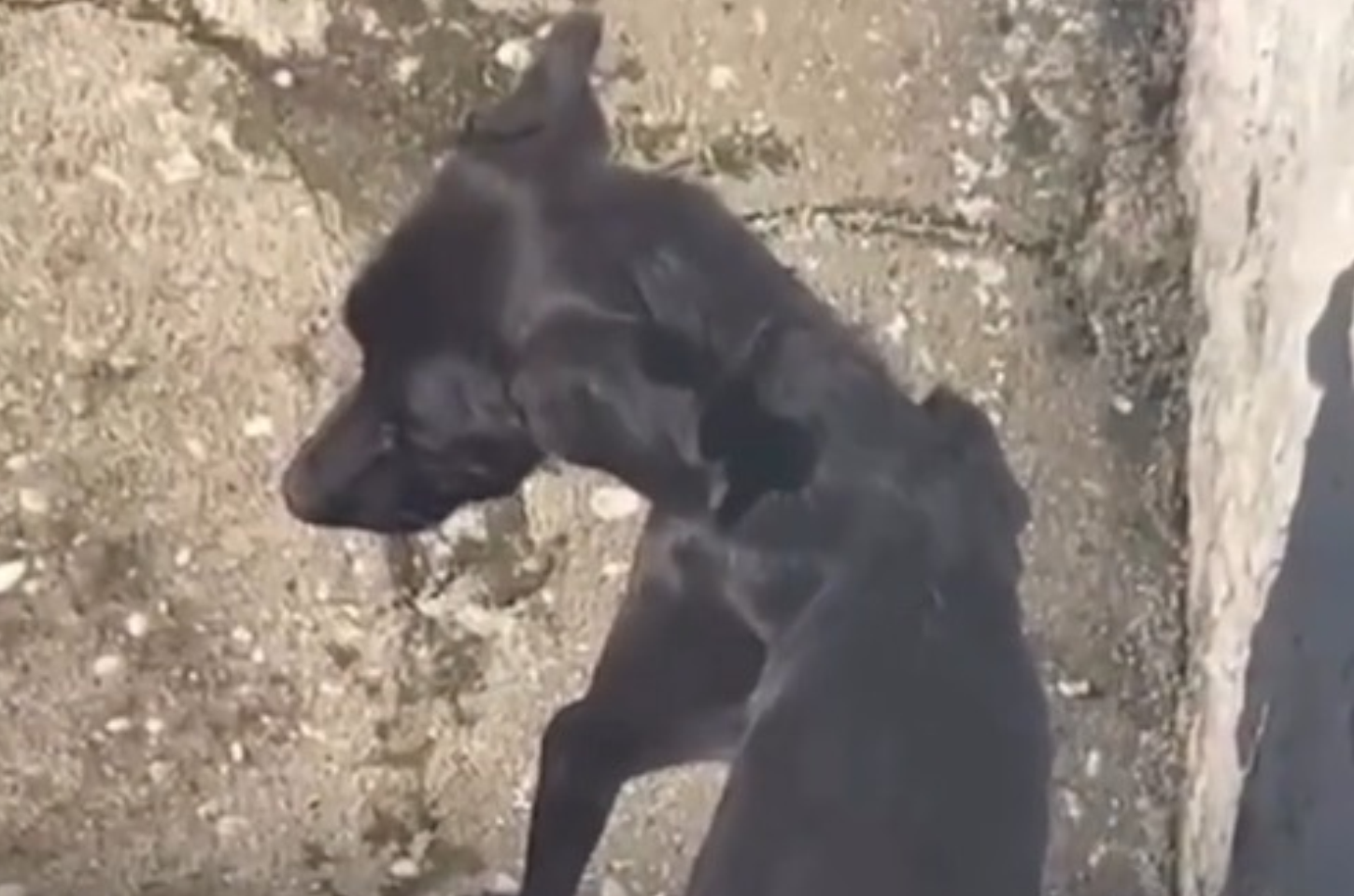 Morador abandona cães ao deixar imóvel em Penedo; um animal morre e outro é resgatado desnutrido