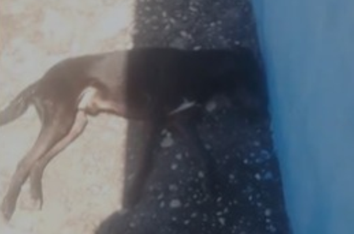 Velho Chico 2: moradores denunciam possível envenenamento de cachorro em Penedo