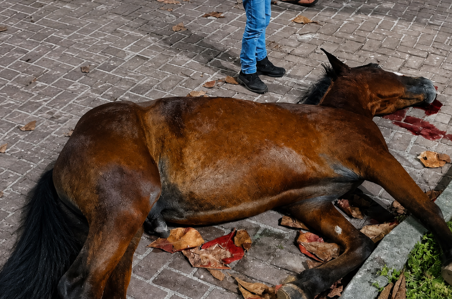Morte de cavalo após cavalgada em Penedo gera revolta e pedidos de investigação
