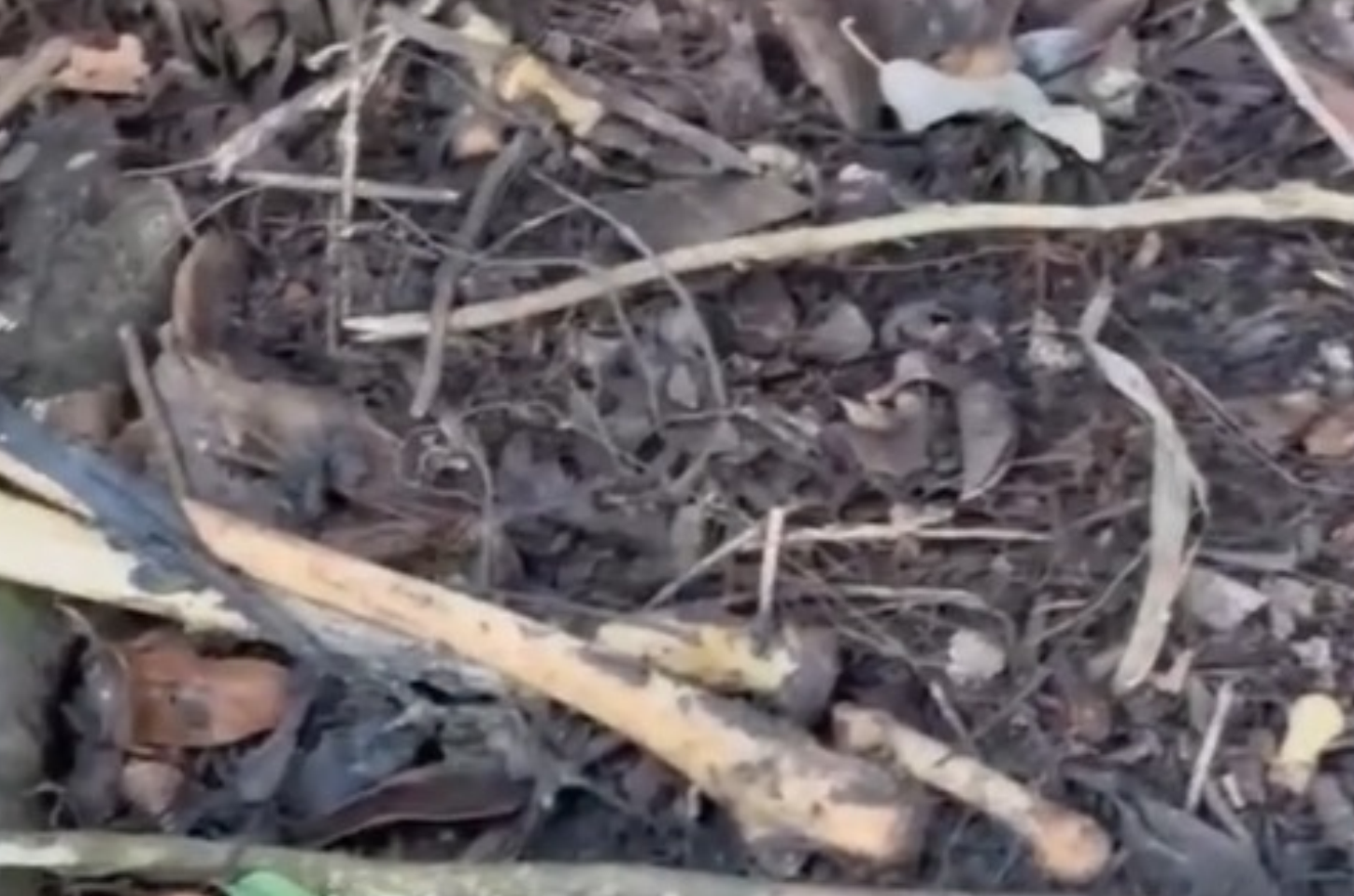Possível ossada humana é encontrada na região de Pindorama, em Coruripe