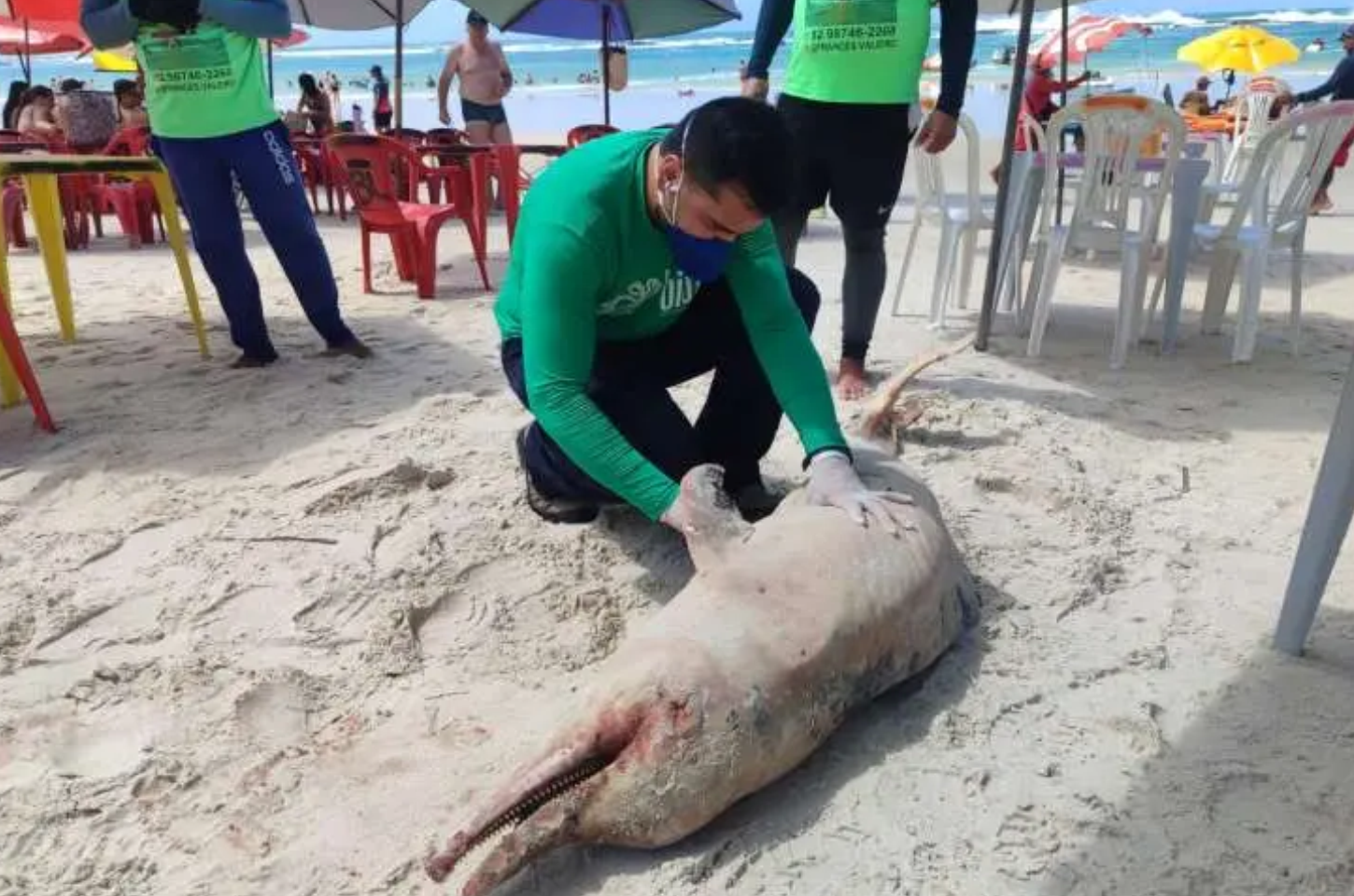 Golfinho é encontrado morto na Praia do Francês, em Marechal Deodoro