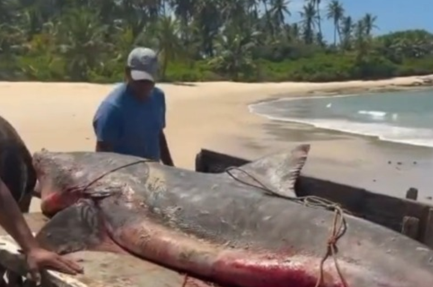 Tubarão-tigre de mais de 2 metros é capturado por pescadores no litoral de Coruripe