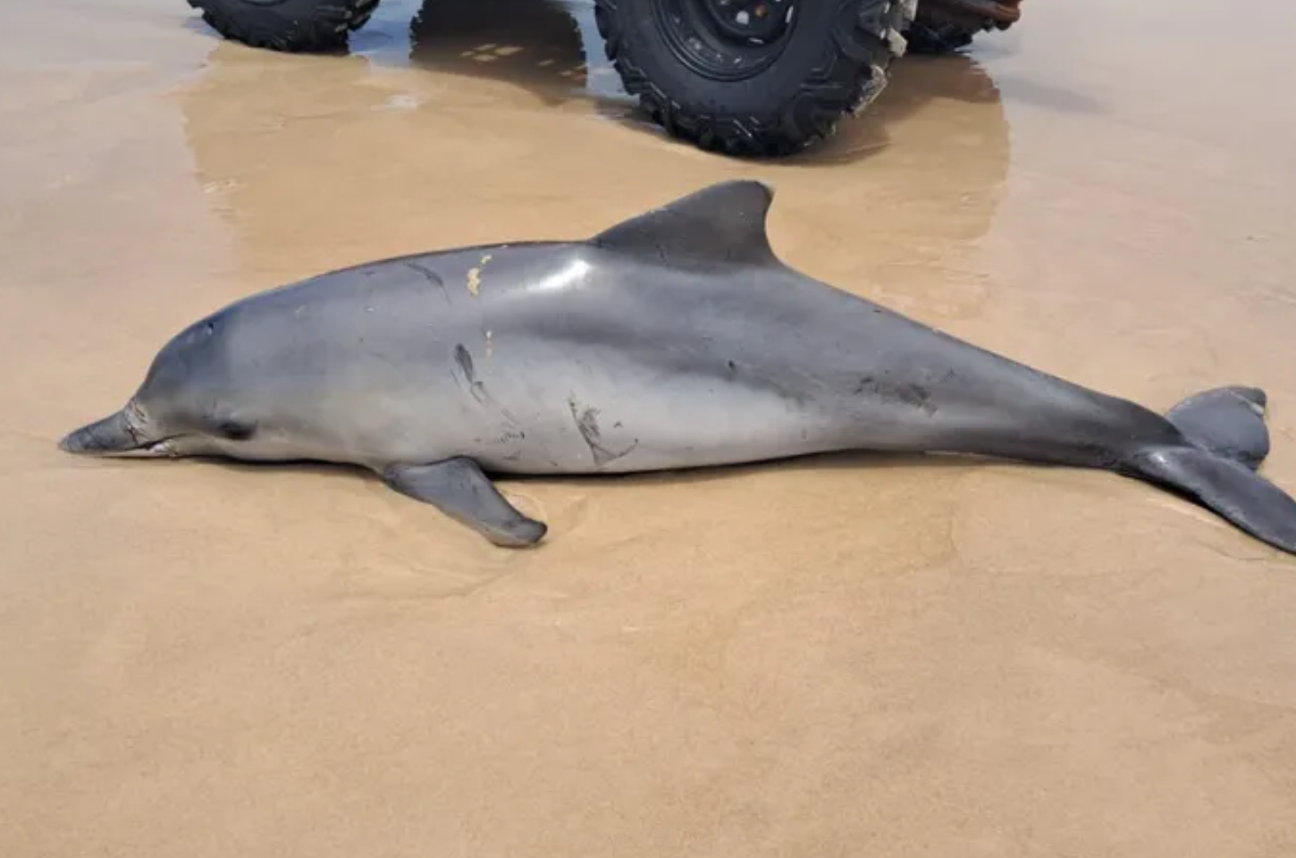 Boto-cinza é encontrado morto na Praia do Francês com marcas que podem indicar contato com rede de pesca