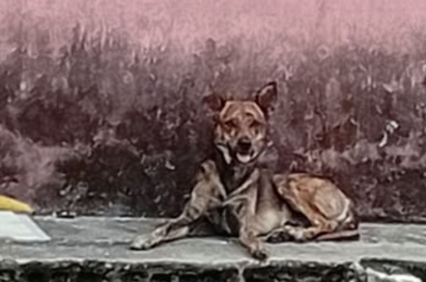 Cãozinho é deixado para trás após moradora se mudar de bairro em Penedo