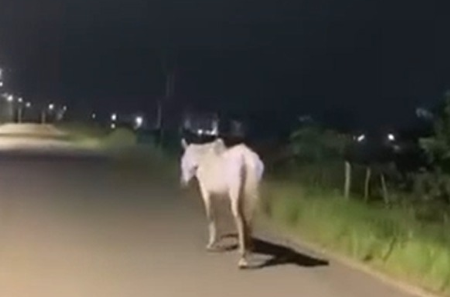 Cavalo é flagrado solto no Trevo da PAISA e preocupa motoristas