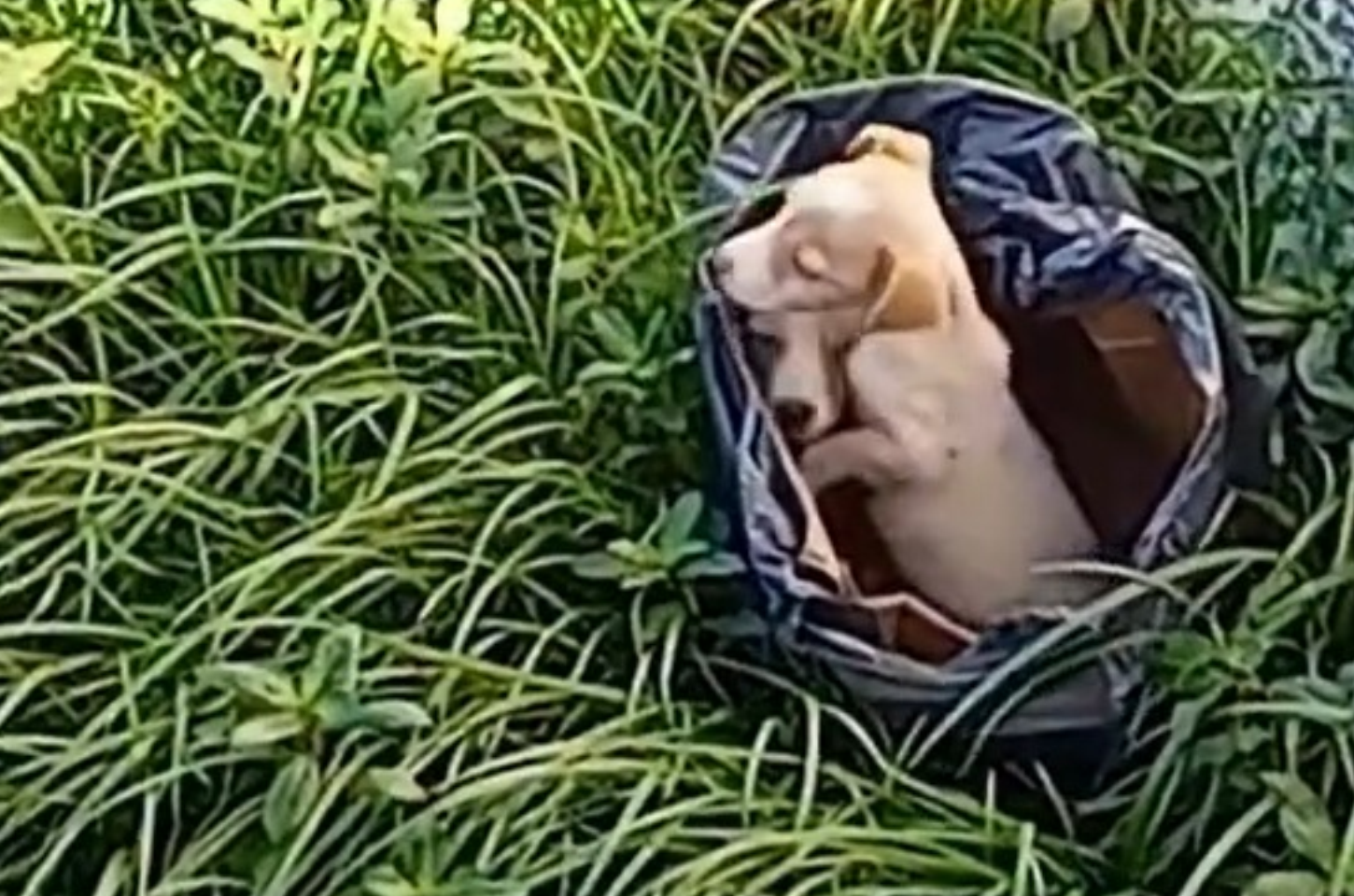 Dois cães são encontrados dentro de saco de lixo nas proximidades do cais de Penedo