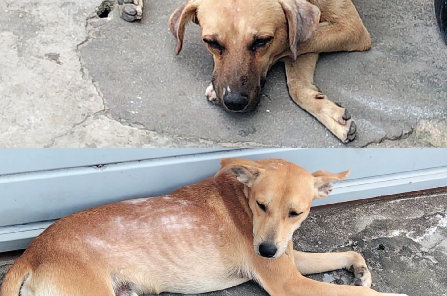 Moradora faz apelo por dois cães que vivem nas ruas e estariam sendo ameaçados no Santa Isabel