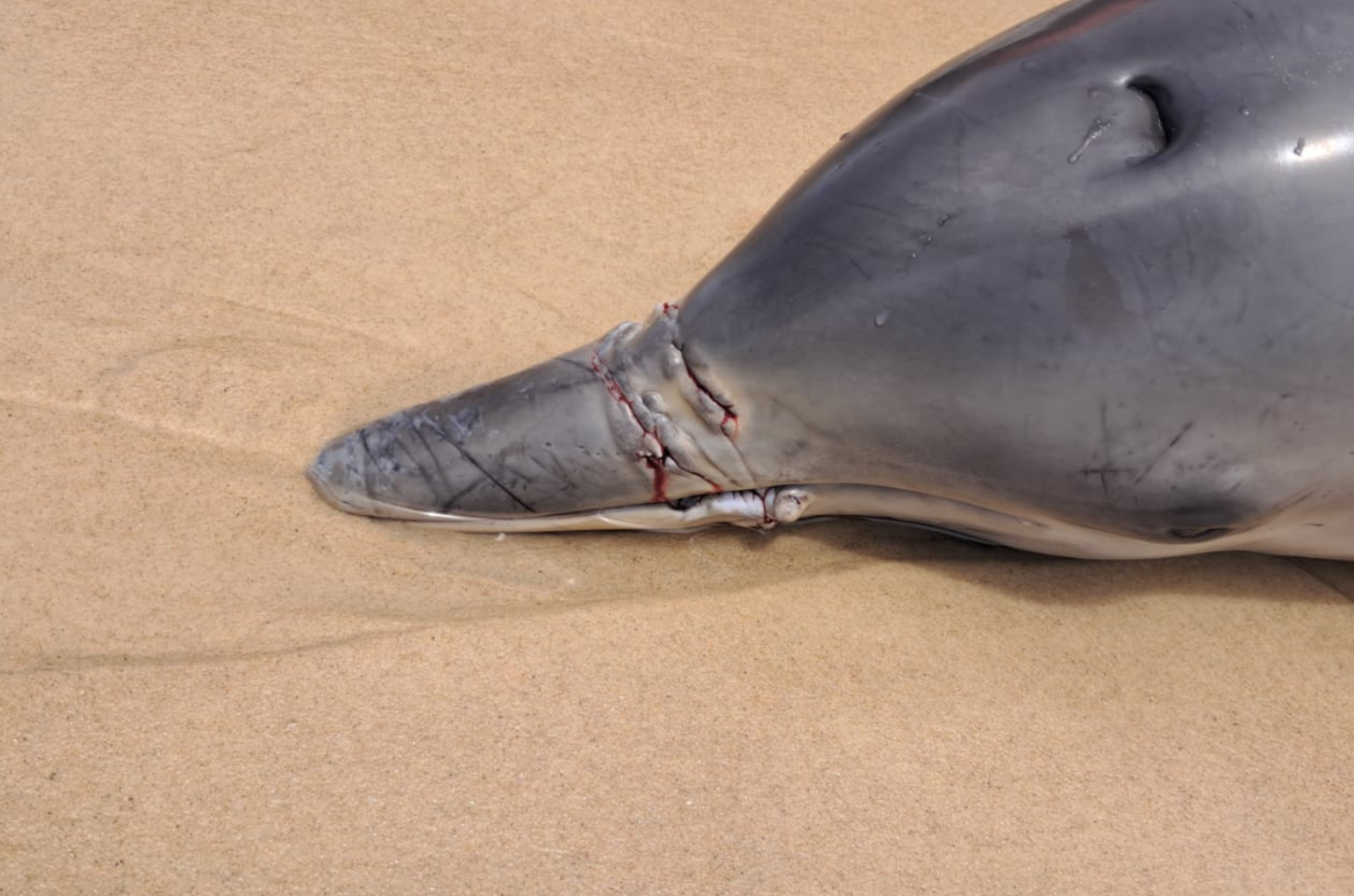 Boto-cinza é encontrado morto na Praia do Francês com marcas que podem indicar contato com rede de pesca