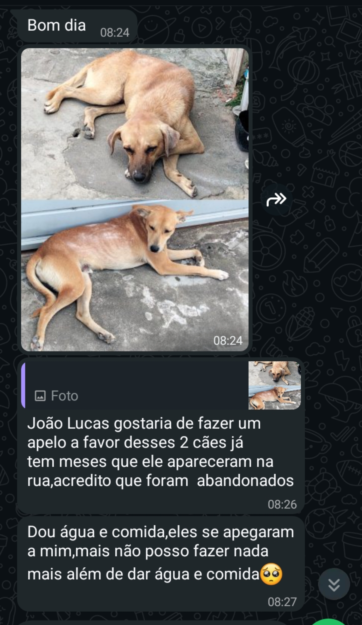 Moradora faz apelo por dois cães que vivem nas ruas e estariam sendo ameaçados no Santa Isabel