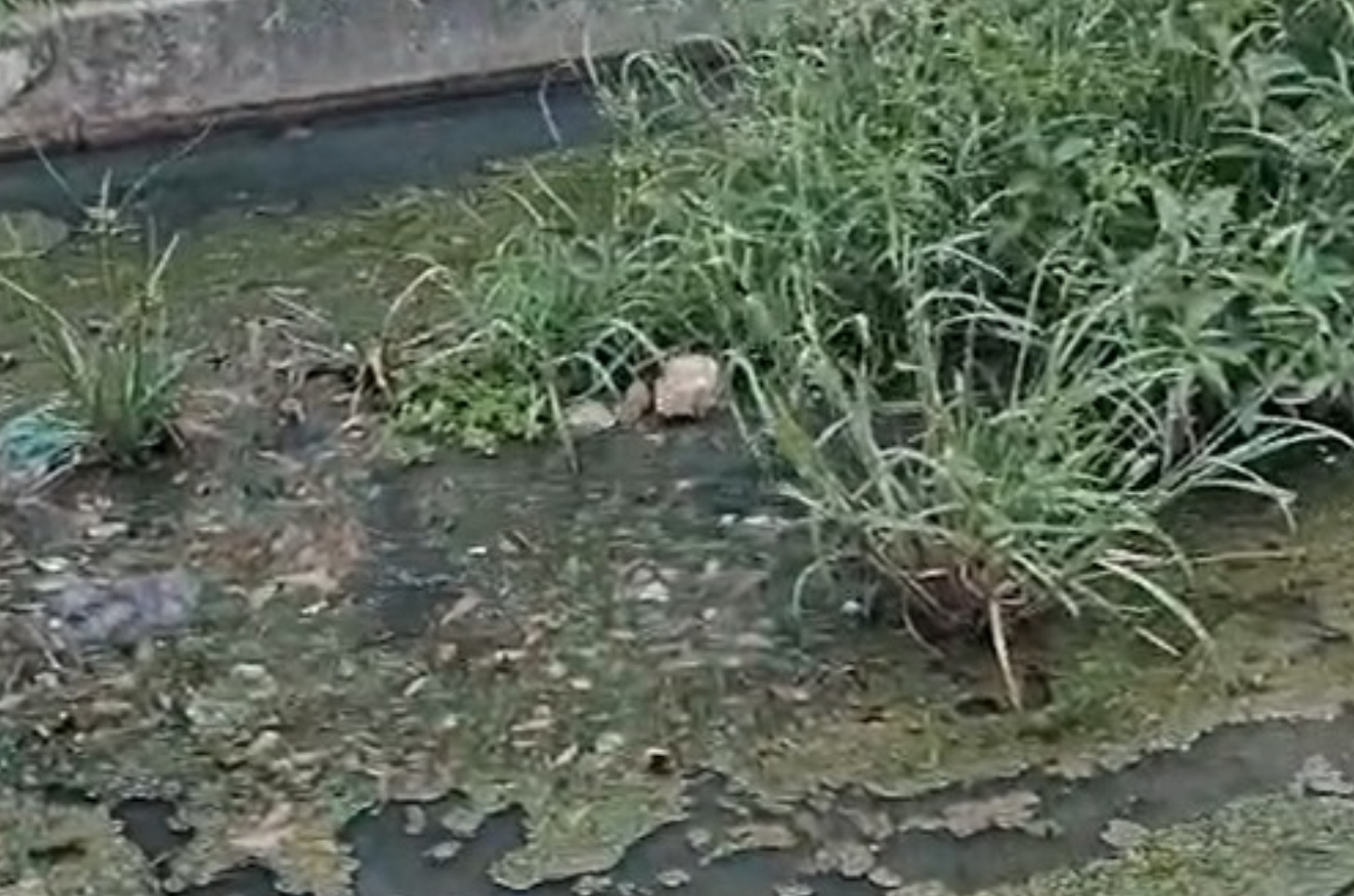 “Somos lembrados só nas eleições”: moradores denunciam abandono na Cidade do Povo