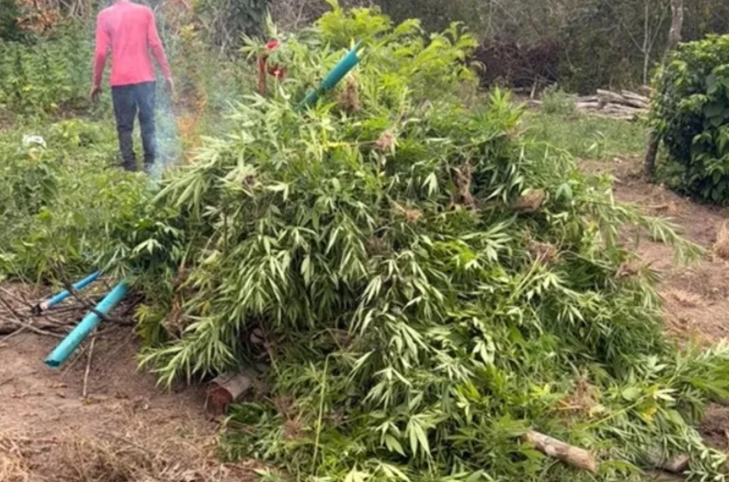 Pindorama: operação policial destrói plantação com cerca de 4 mil pés de maconha em Coruripe