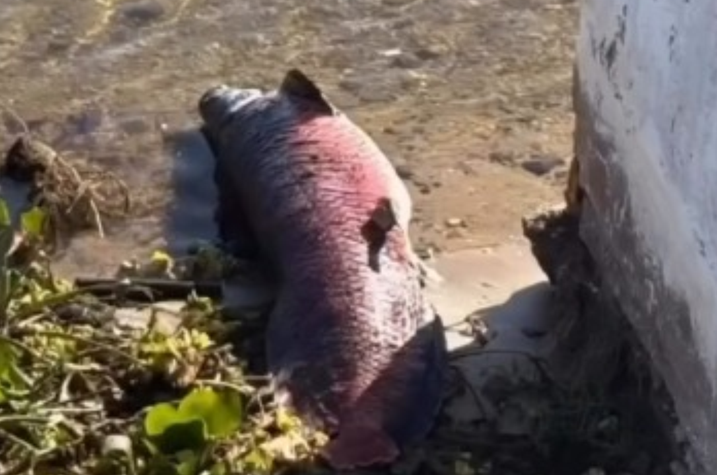 Pirarucu gigante é encontrado morto na orla de Neópolis, em Sergipe