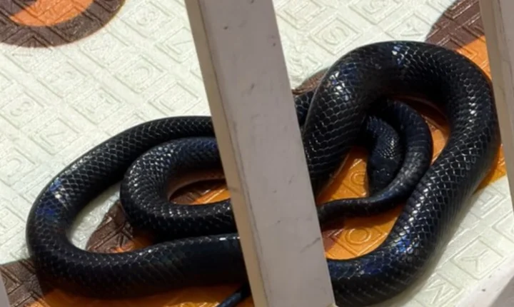 Cobra é encontrada entre brinquedos da filha do influenciador Thiago Lagoa e mobiliza Corpo de Bombeiros