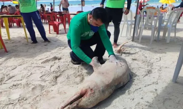 Golfinho é encontrado morto na Praia do Francês, em Marechal Deodoro