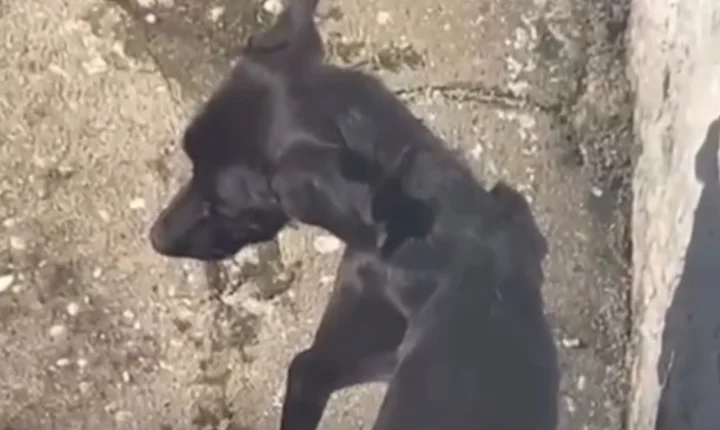 Morador abandona cães ao deixar imóvel em Penedo; um animal morre e outro é resgatado desnutrido
