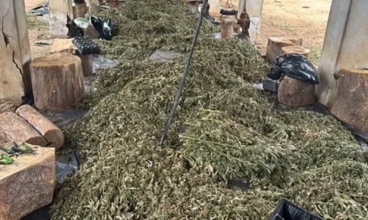 PF deflagra operação contra grupo que cultivava maconha e bloqueia R$ 50 milhões