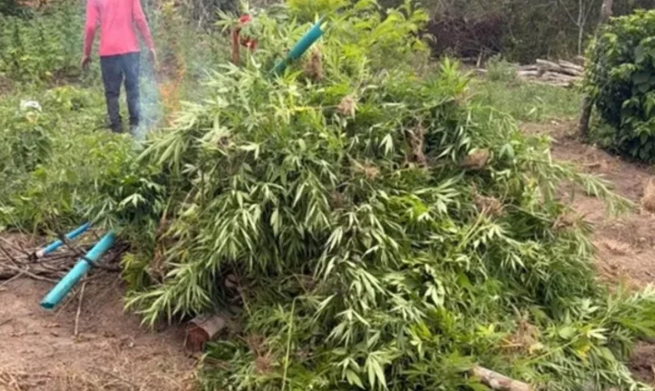 Pindorama: operação policial destrói plantação com cerca de 4 mil pés de maconha em Coruripe