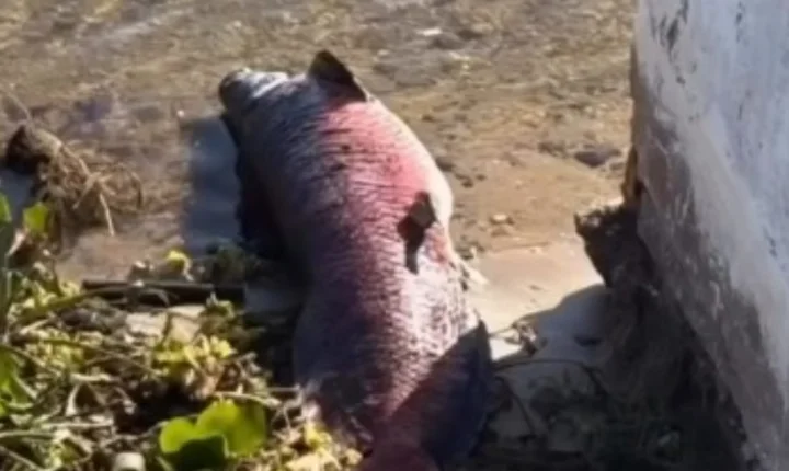 Pirarucu gigante é encontrado morto na orla de Neópolis, em Sergipe