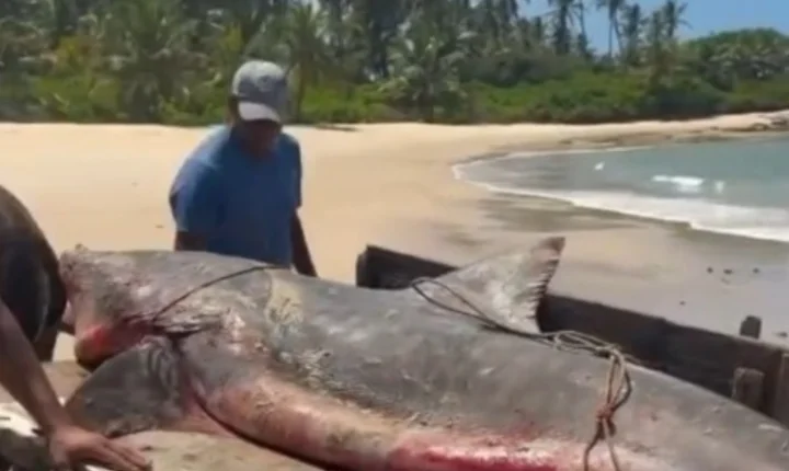 Tubarão-tigre de mais de 2 metros é capturado por pescadores no litoral de Coruripe