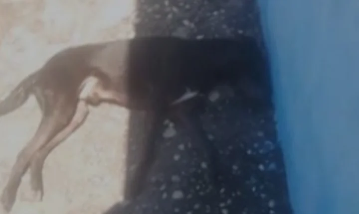 Velho Chico 2: moradores denunciam possível envenenamento de cachorro em Penedo